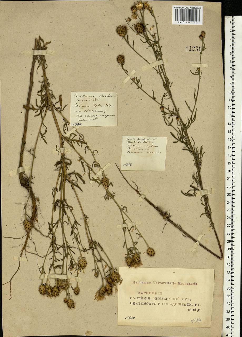 Centaurea stoebe subsp. stoebe, Eastern Europe, Middle Volga region (E8) (Russia)