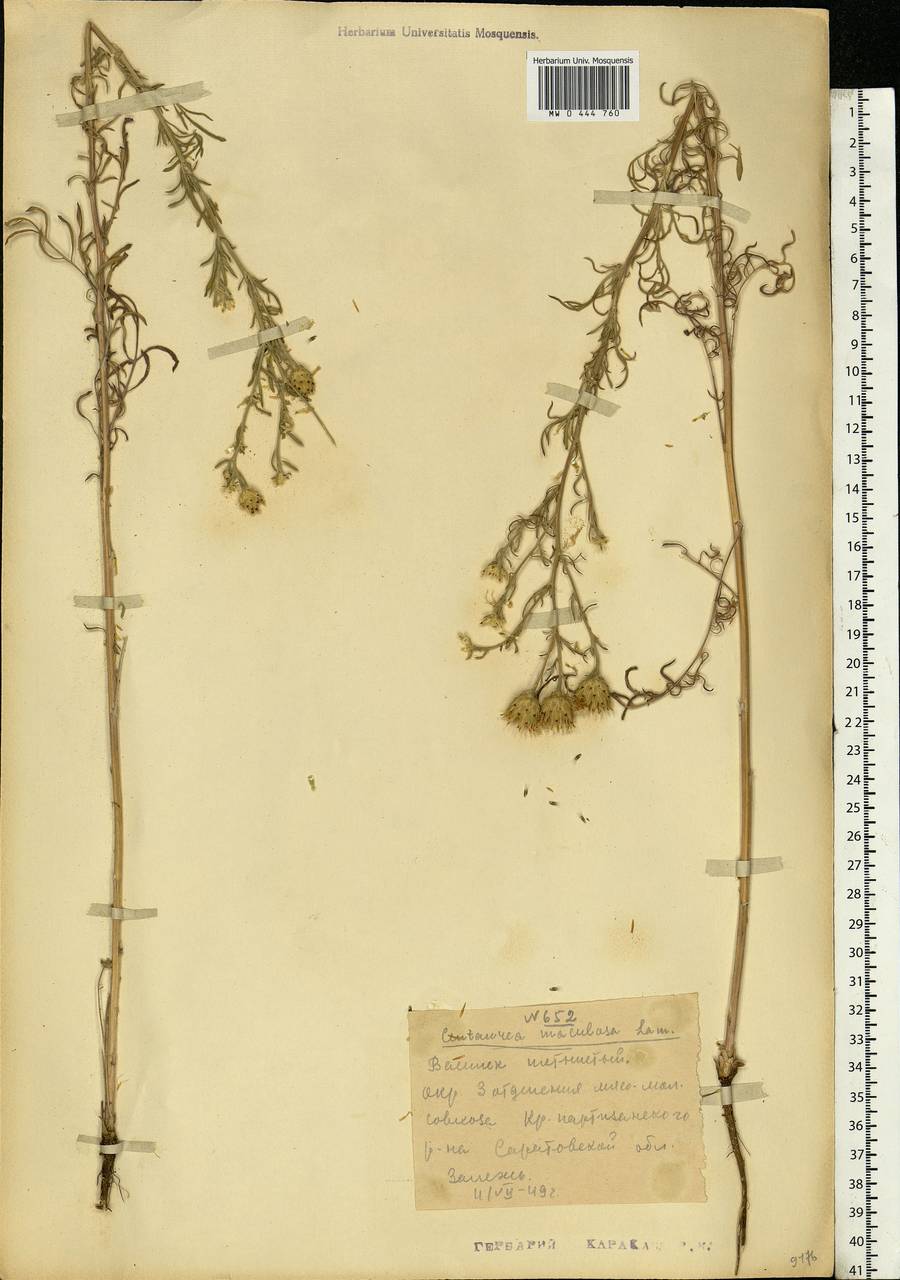 Centaurea stoebe subsp. stoebe, Eastern Europe, Lower Volga region (E9) (Russia)