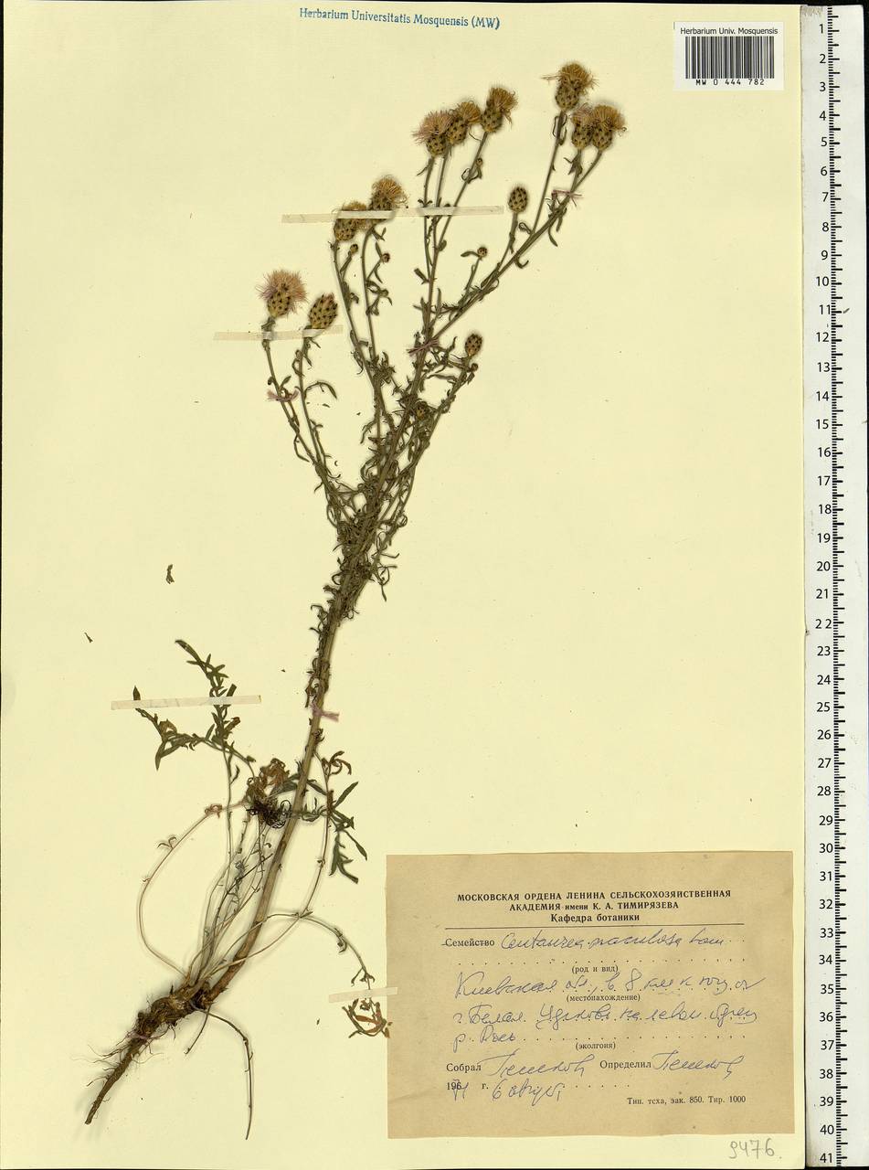 Centaurea stoebe subsp. stoebe, Eastern Europe, North Ukrainian region (E11) (Ukraine)