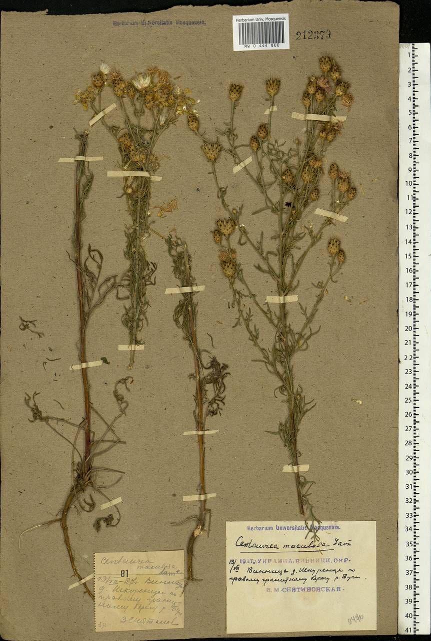 Centaurea stoebe subsp. stoebe, Eastern Europe, South Ukrainian region (E12) (Ukraine)