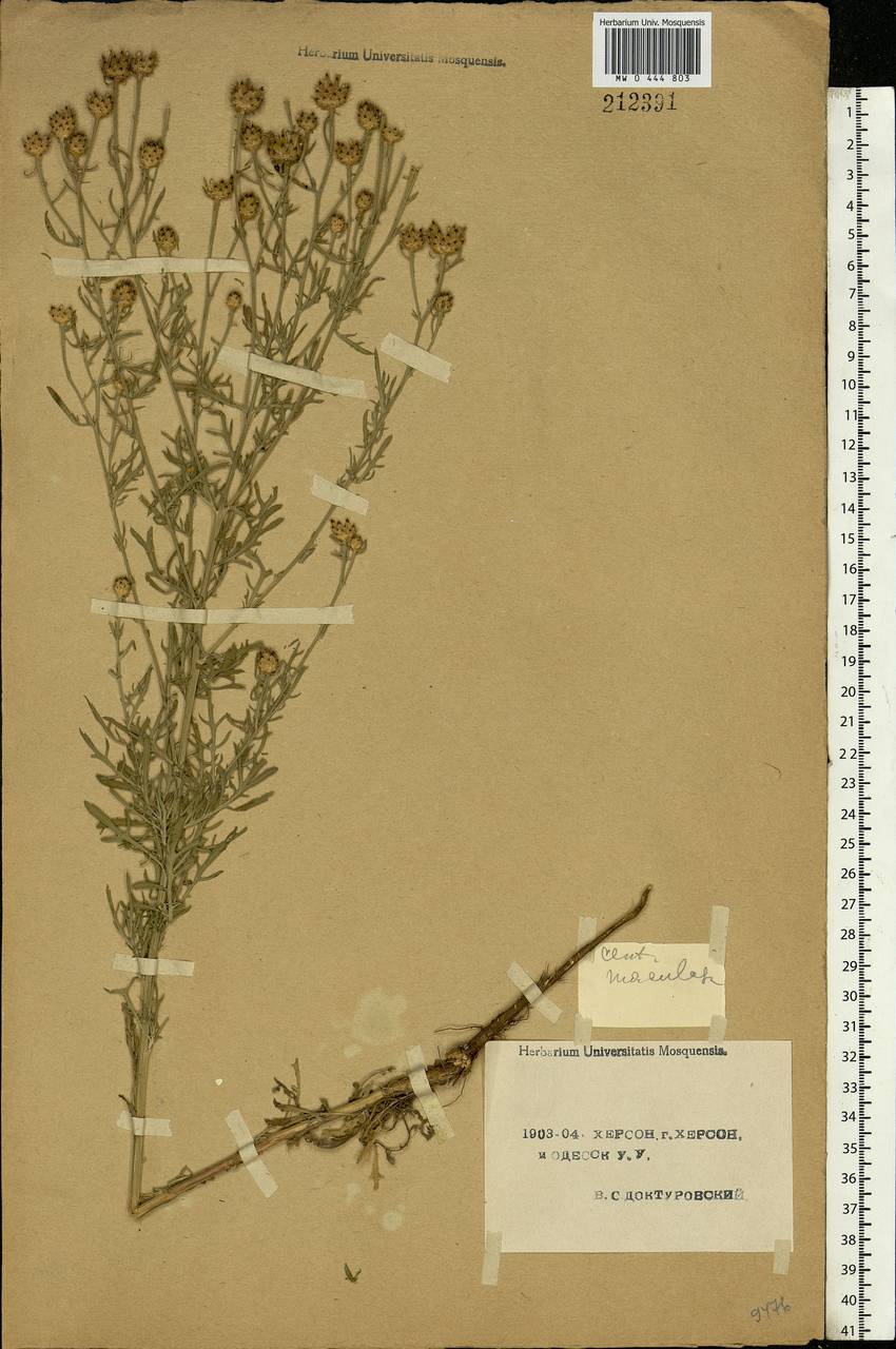 Centaurea stoebe subsp. stoebe, Eastern Europe, South Ukrainian region (E12) (Ukraine)