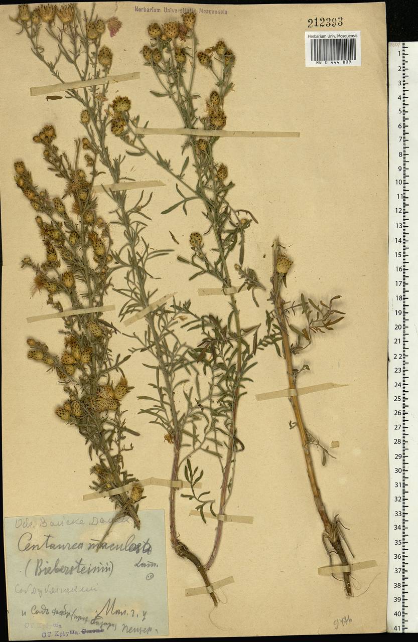 Centaurea stoebe subsp. stoebe, Eastern Europe, Central forest-and-steppe region (E6) (Russia)