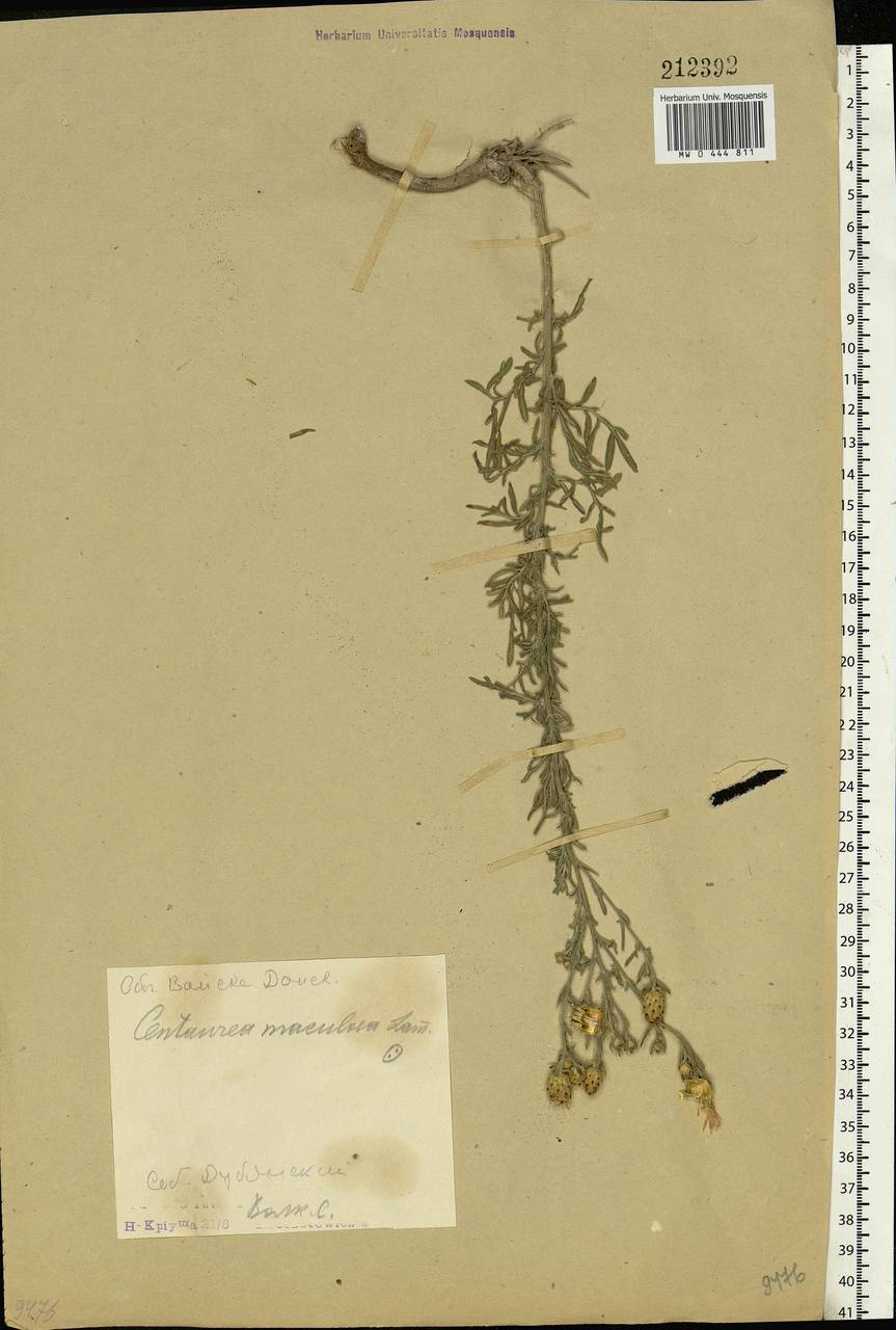 Centaurea stoebe subsp. stoebe, Eastern Europe, Central forest-and-steppe region (E6) (Russia)