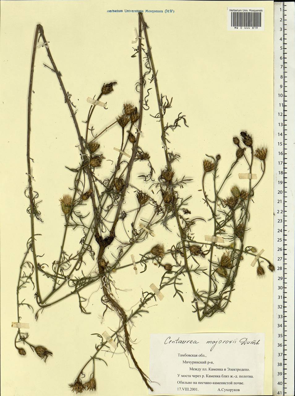 Centaurea majorovii Dumbadze, Eastern Europe, Central forest-and-steppe region (E6) (Russia)