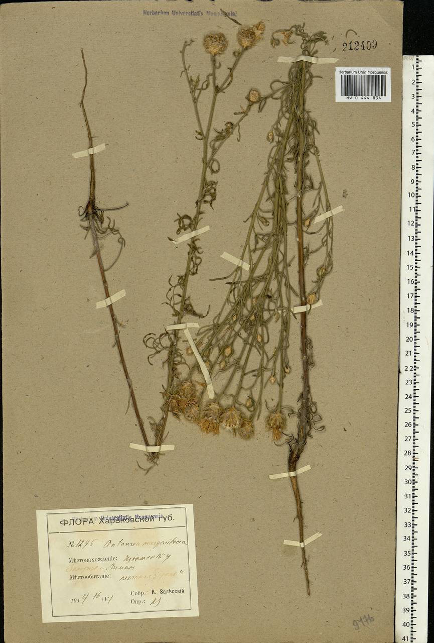 Centaurea splendens L., Eastern Europe, North Ukrainian region (E11) (Ukraine)