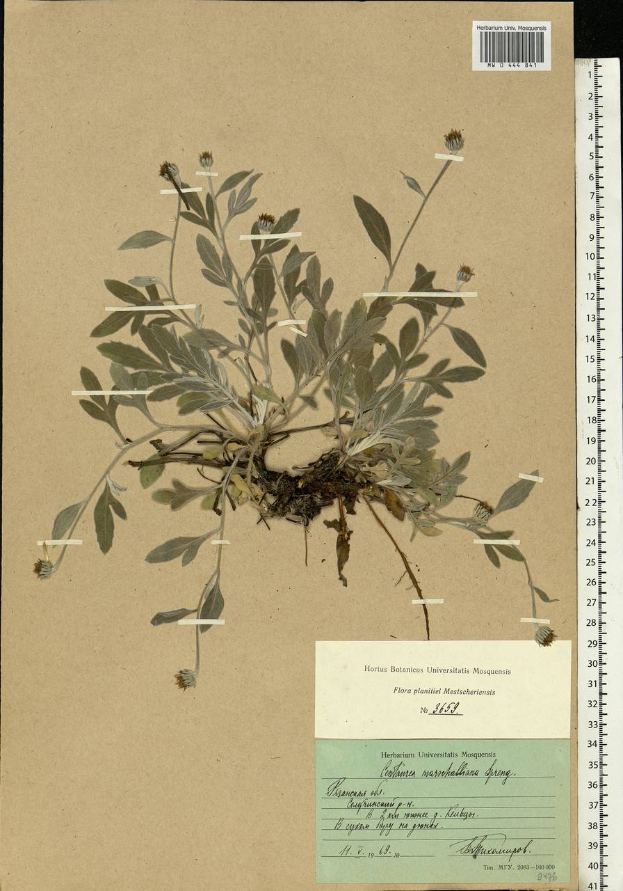 Psephellus marschallianus (Spreng.) C. Koch, Eastern Europe, Central region (E4) (Russia)