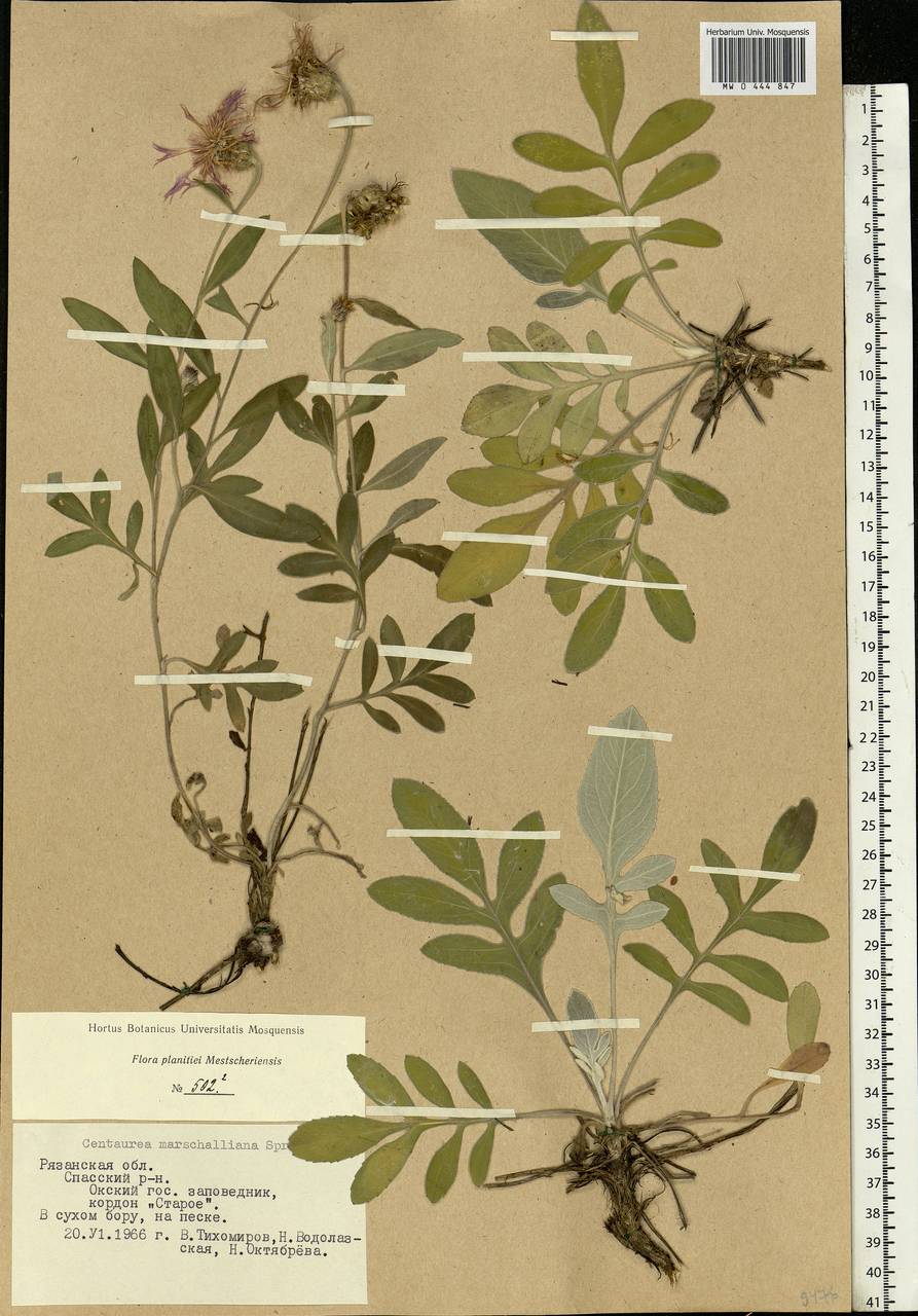 Psephellus marschallianus (Spreng.) C. Koch, Eastern Europe, Central region (E4) (Russia)