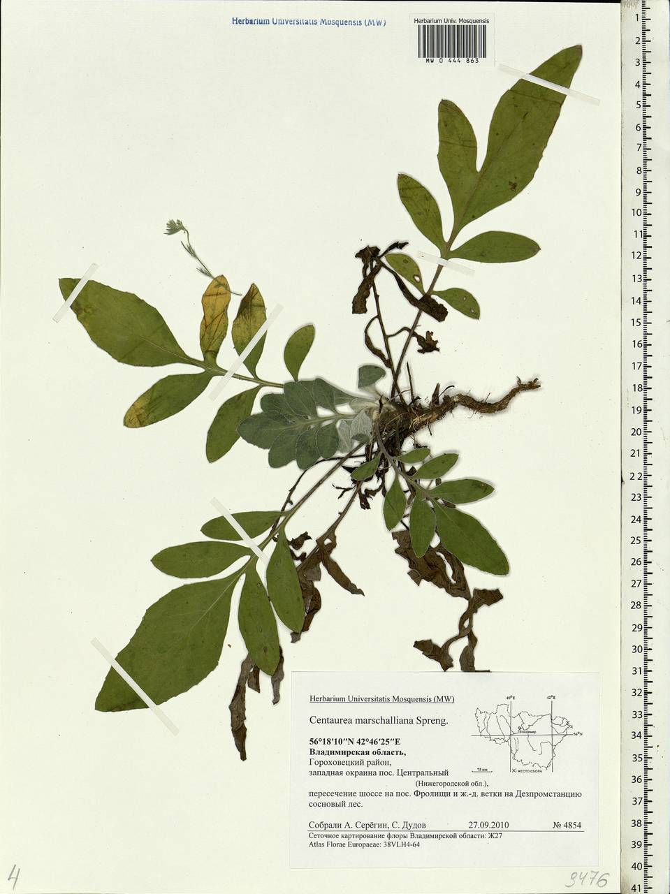 Psephellus marschallianus (Spreng.) C. Koch, Eastern Europe, Central region (E4) (Russia)