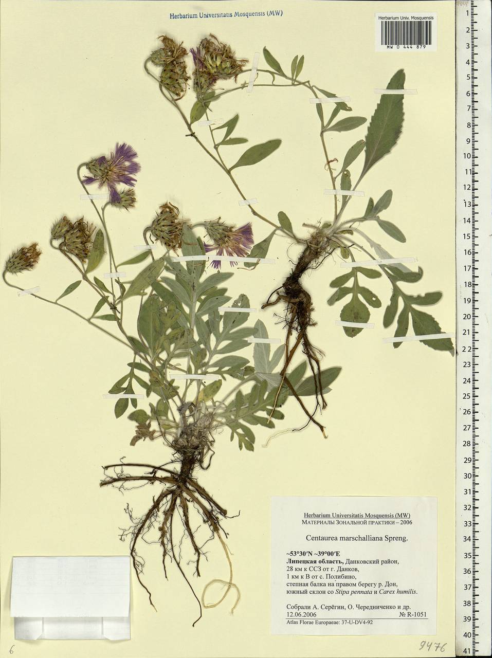 Psephellus marschallianus (Spreng.) C. Koch, Eastern Europe, Central forest-and-steppe region (E6) (Russia)