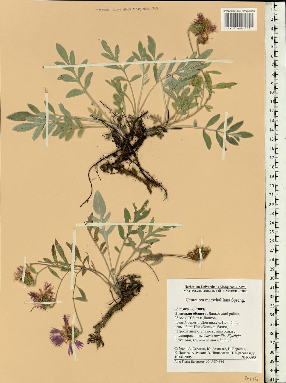 Psephellus marschallianus (Spreng.) C. Koch, Eastern Europe, Central forest-and-steppe region (E6) (Russia)