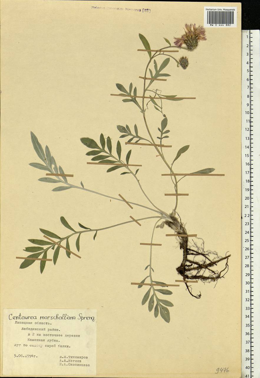 Psephellus marschallianus (Spreng.) C. Koch, Eastern Europe, Central forest-and-steppe region (E6) (Russia)