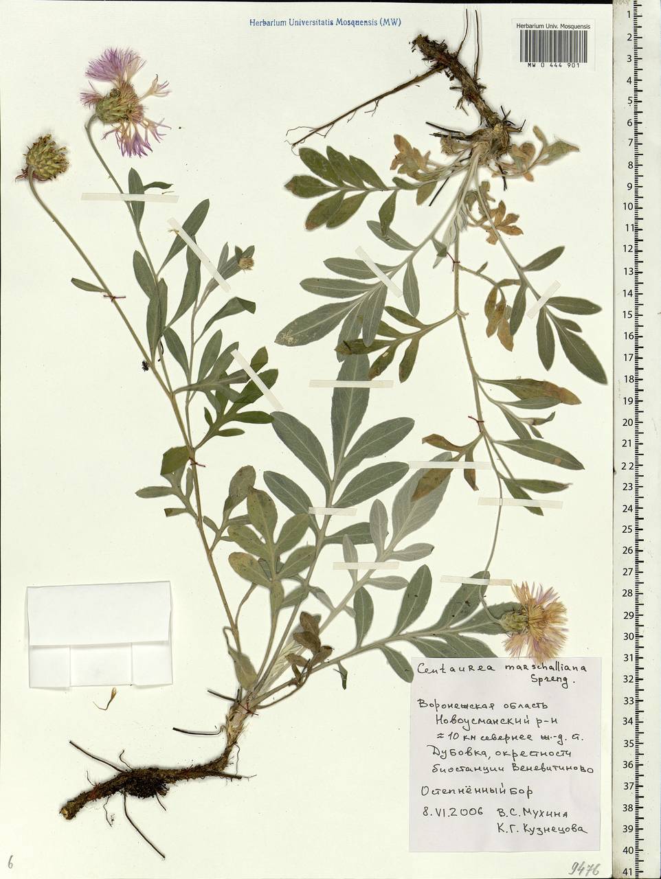 Psephellus marschallianus (Spreng.) C. Koch, Eastern Europe, Central forest-and-steppe region (E6) (Russia)