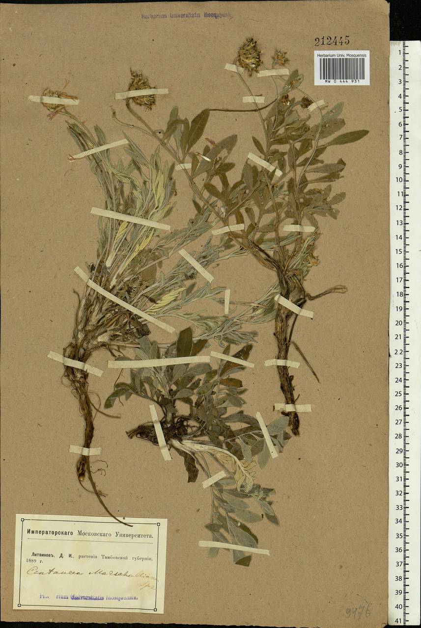 Psephellus marschallianus (Spreng.) C. Koch, Eastern Europe, Central forest-and-steppe region (E6) (Russia)