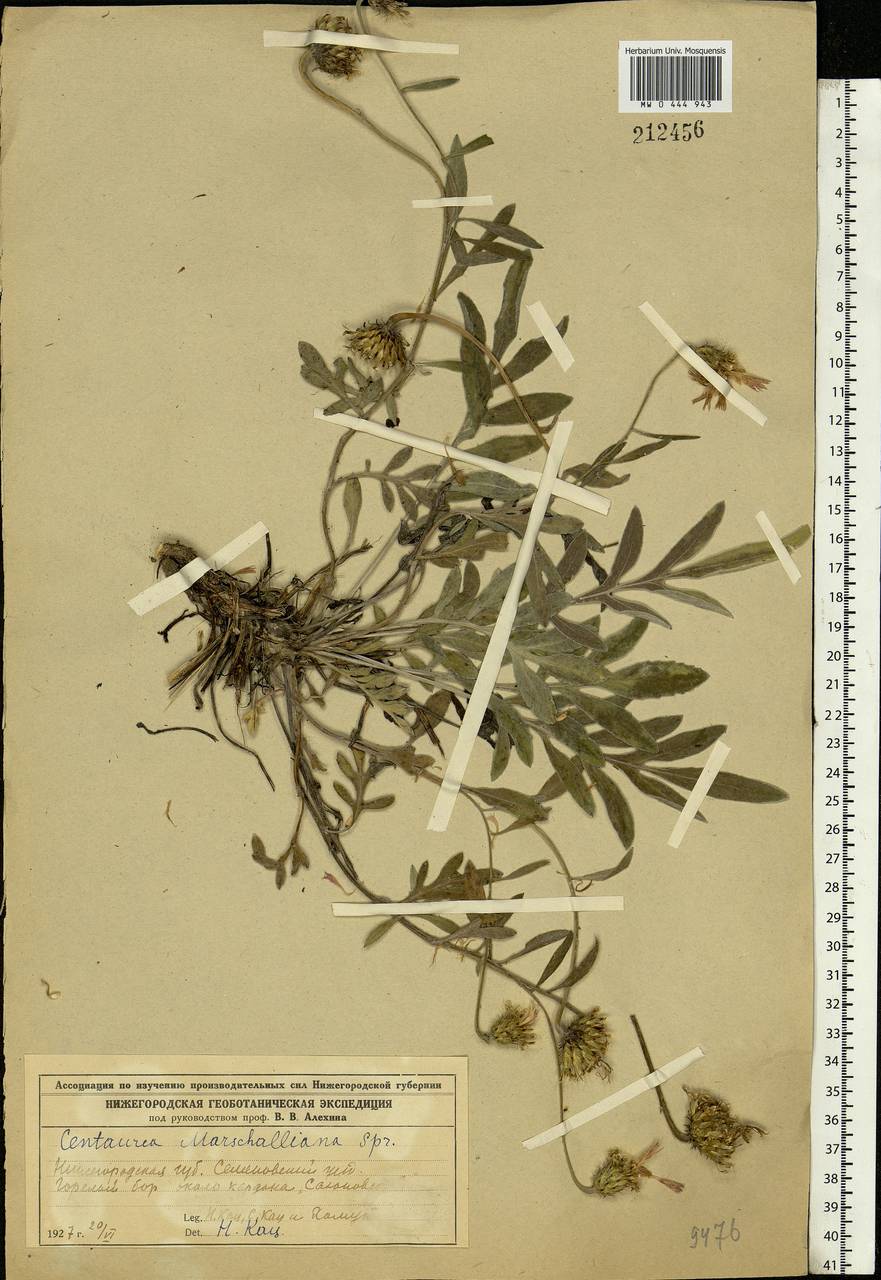 Psephellus marschallianus (Spreng.) C. Koch, Eastern Europe, Volga-Kama region (E7) (Russia)