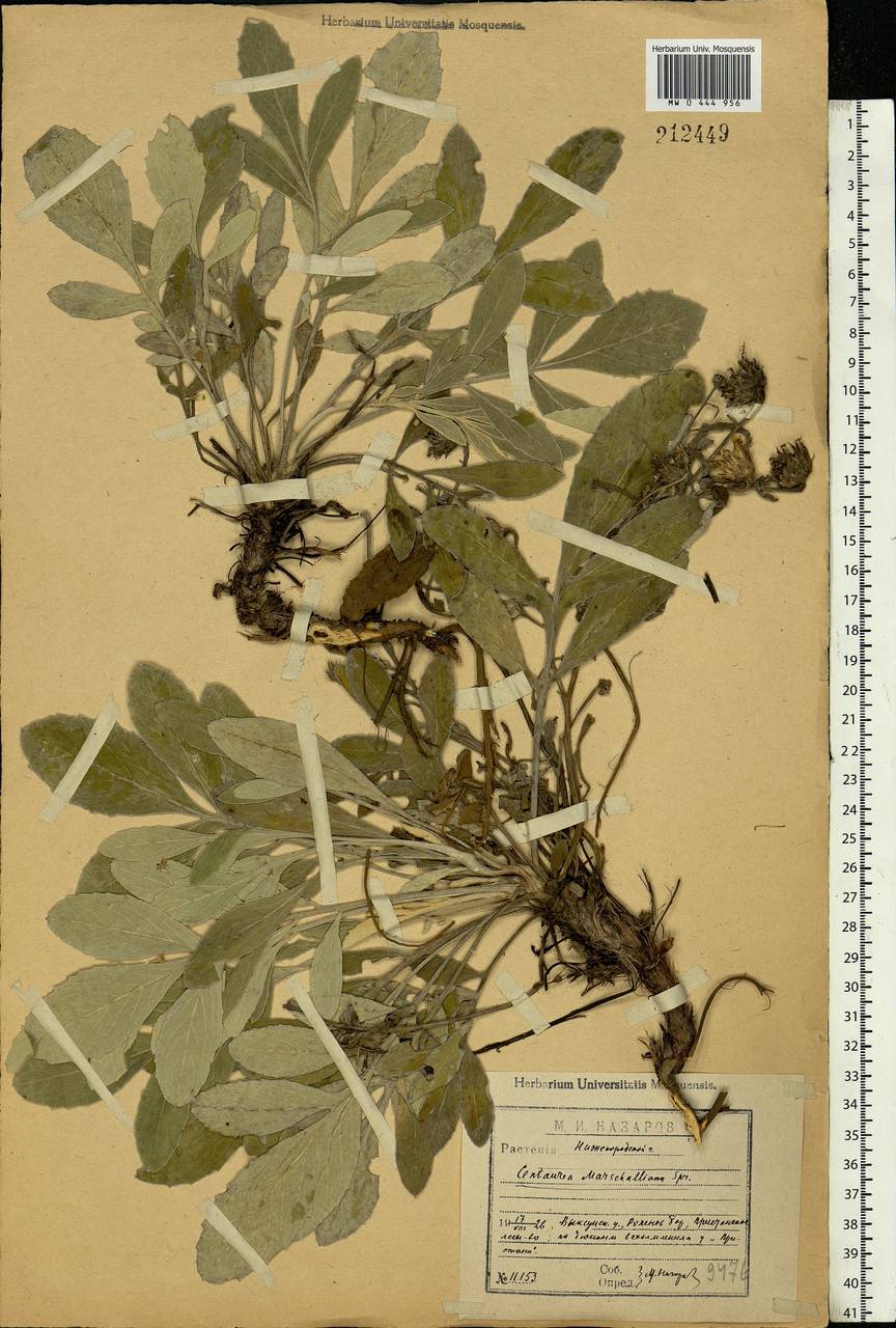 Psephellus marschallianus (Spreng.) C. Koch, Eastern Europe, Volga-Kama region (E7) (Russia)