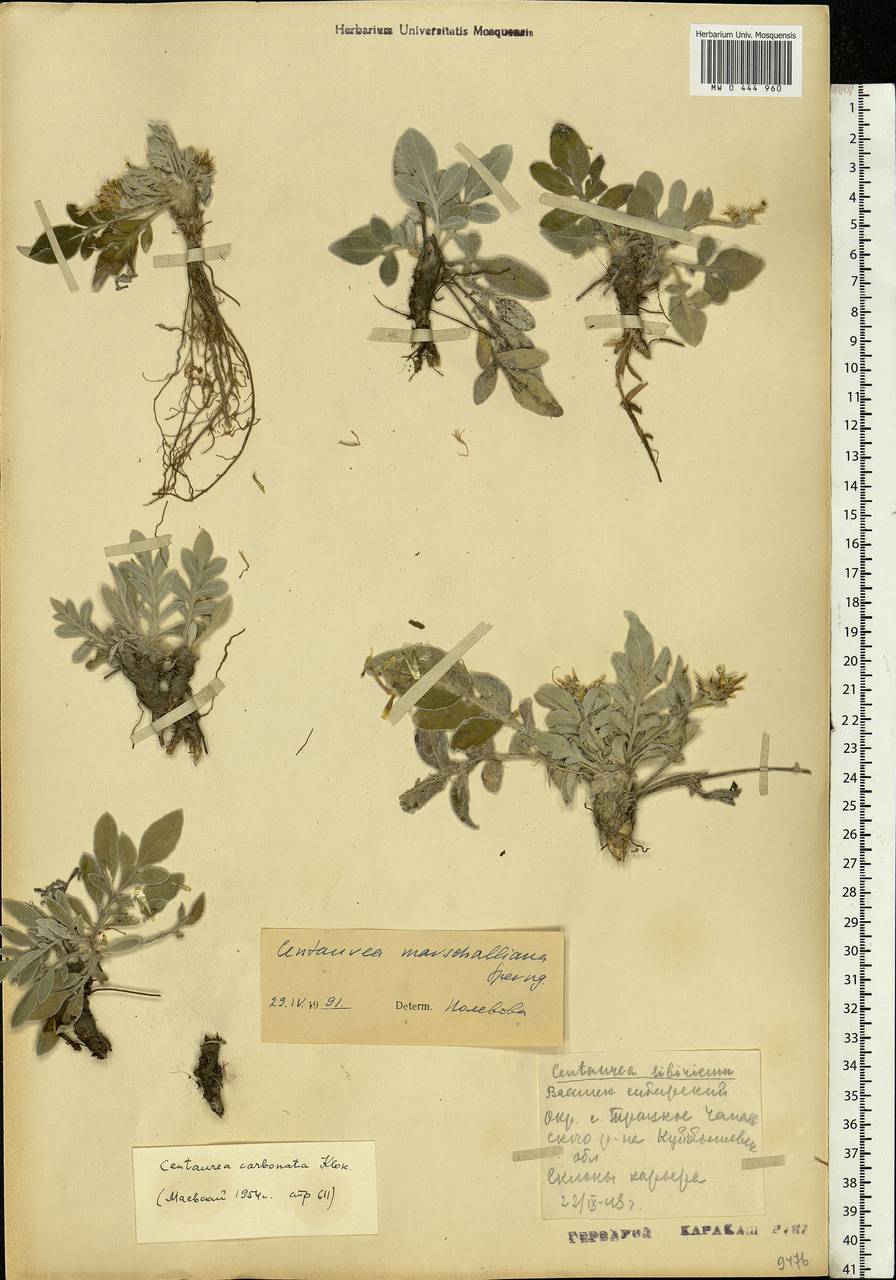 Psephellus marschallianus (Spreng.) C. Koch, Eastern Europe, Middle Volga region (E8) (Russia)