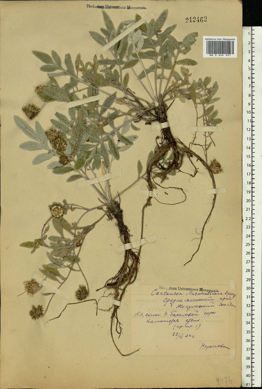 Psephellus marschallianus (Spreng.) C. Koch, Eastern Europe, Middle Volga region (E8) (Russia)
