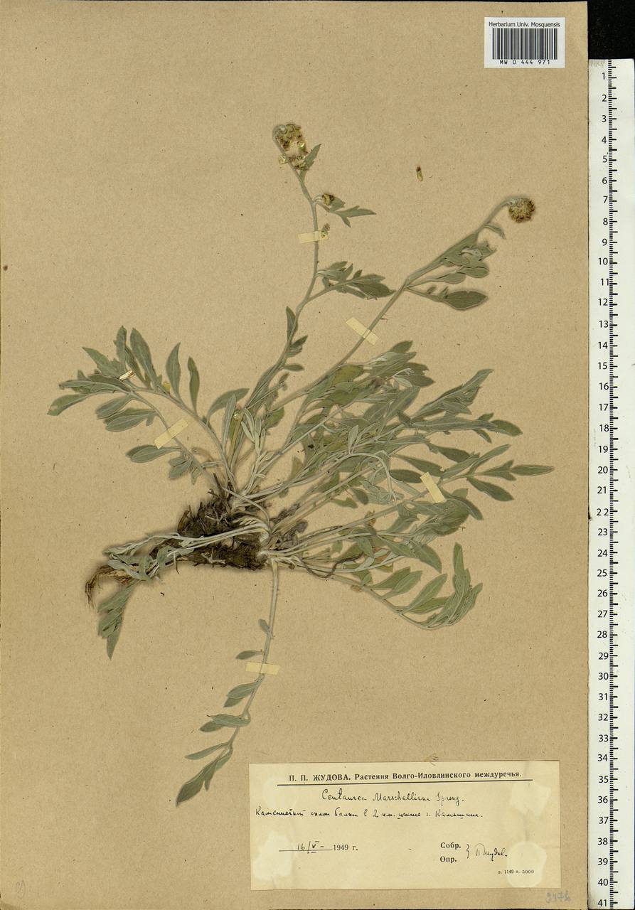 Psephellus marschallianus (Spreng.) K.Koch, Eastern Europe, Lower Volga region (E9) (Russia)