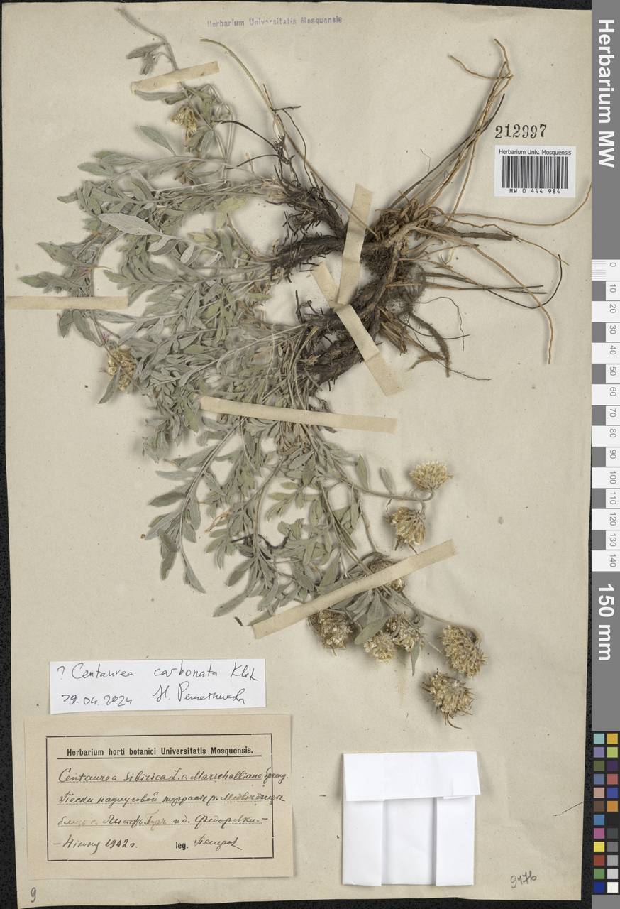 Psephellus carbonatus (Klokov) Greuter, Eastern Europe, Lower Volga region (E9) (Russia)