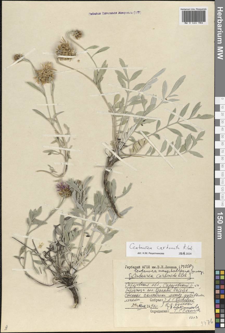 Psephellus carbonatus (Klokov) Greuter, Eastern Europe, Lower Volga region (E9) (Russia)