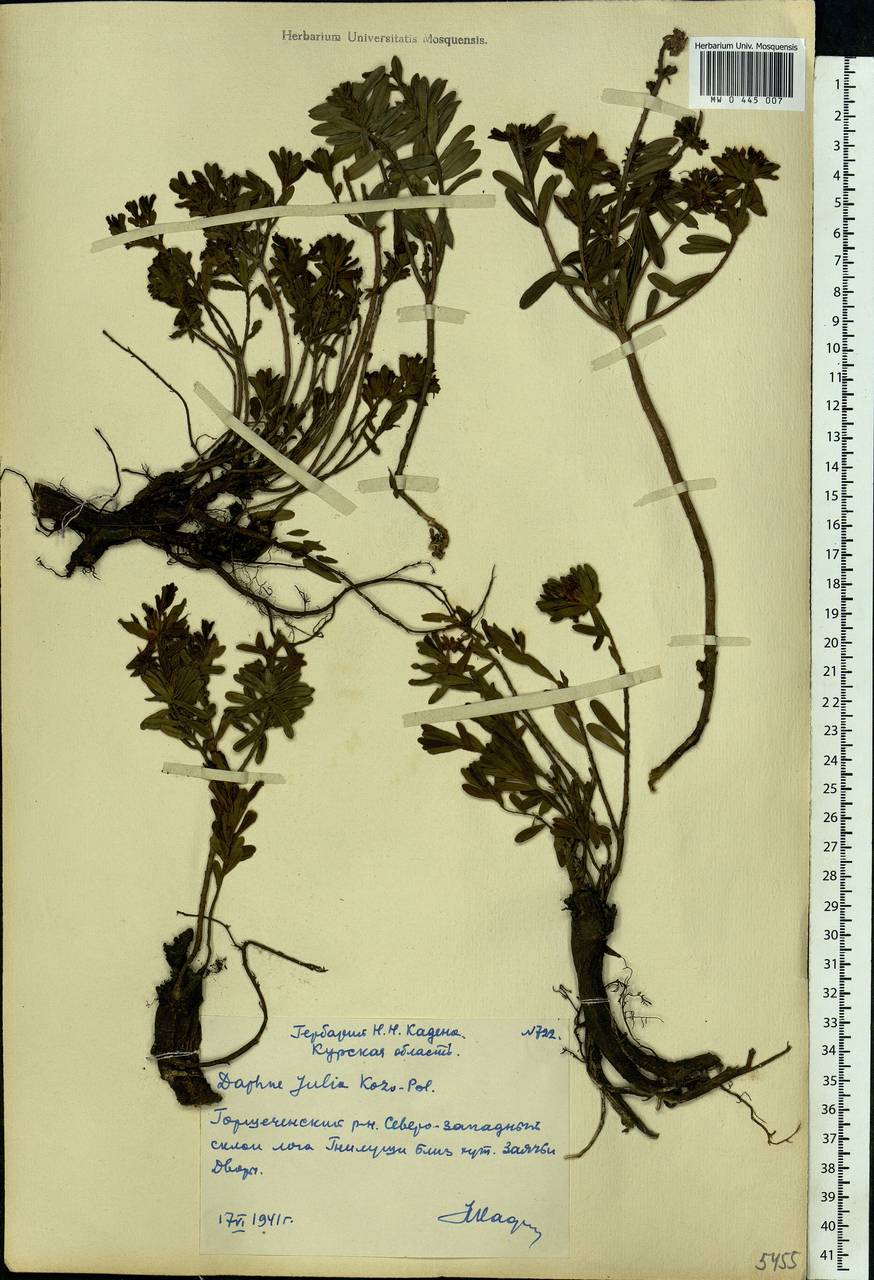 Daphne cneorum L., Eastern Europe, Central forest-and-steppe region (E6) (Russia)