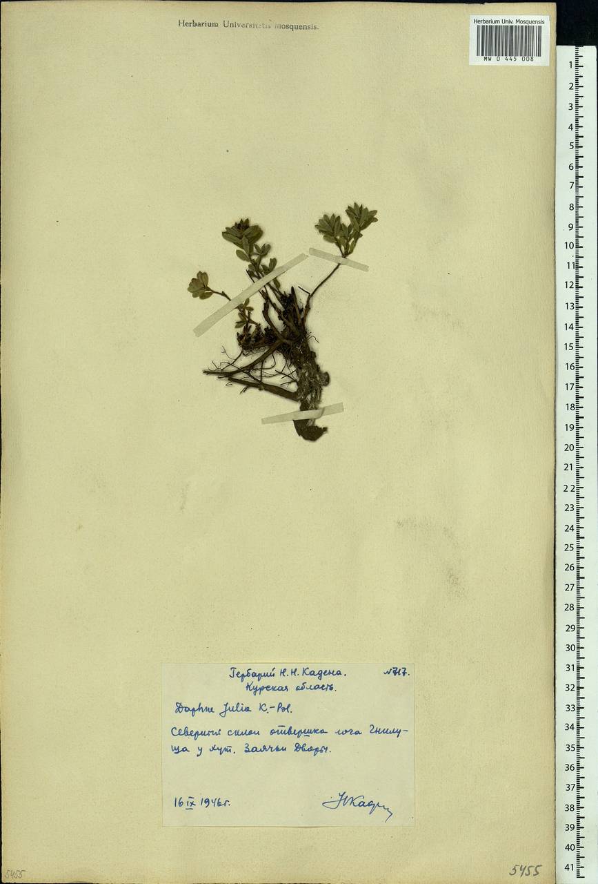 Daphne cneorum L., Eastern Europe, Central forest-and-steppe region (E6) (Russia)