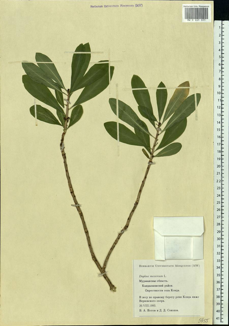 Daphne mezereum L., Eastern Europe, Northern region (E1) (Russia)