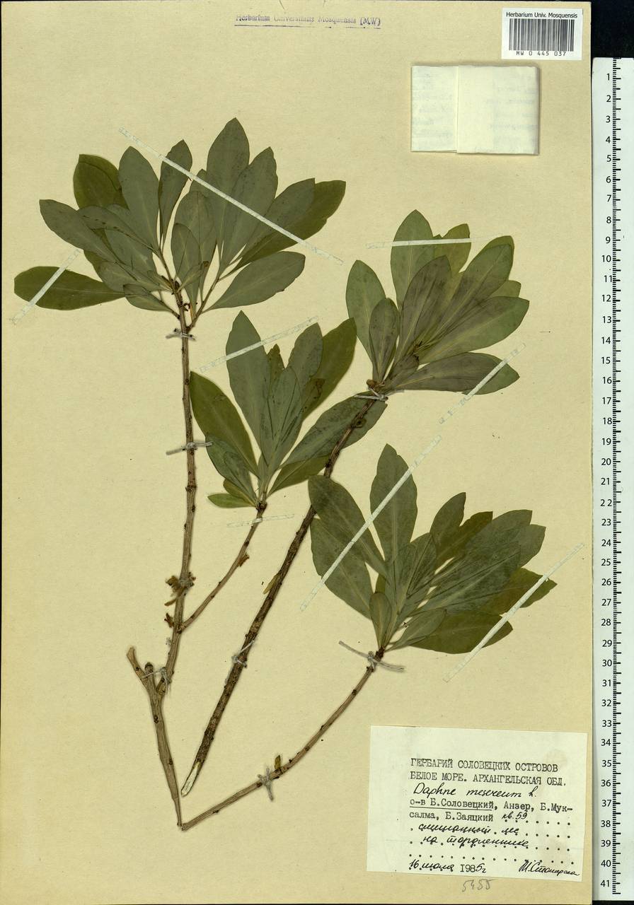 Daphne mezereum L., Eastern Europe, Northern region (E1) (Russia)