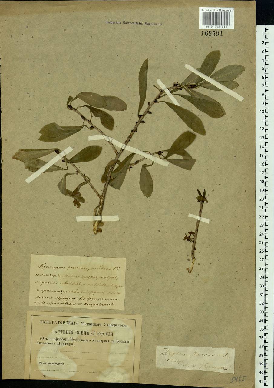 Daphne mezereum L., Eastern Europe, North-Western region (E2) (Russia)