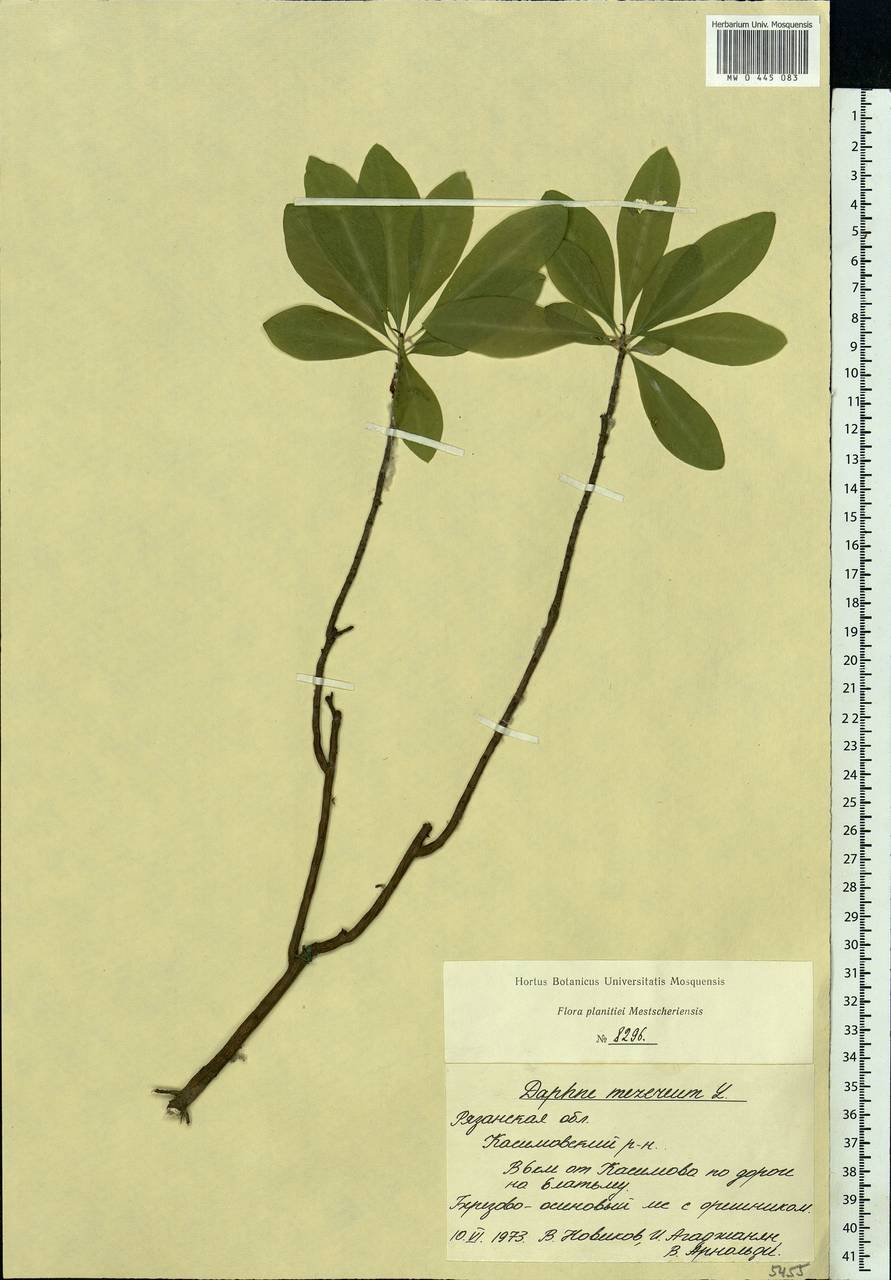 Daphne mezereum L., Eastern Europe, Central region (E4) (Russia)