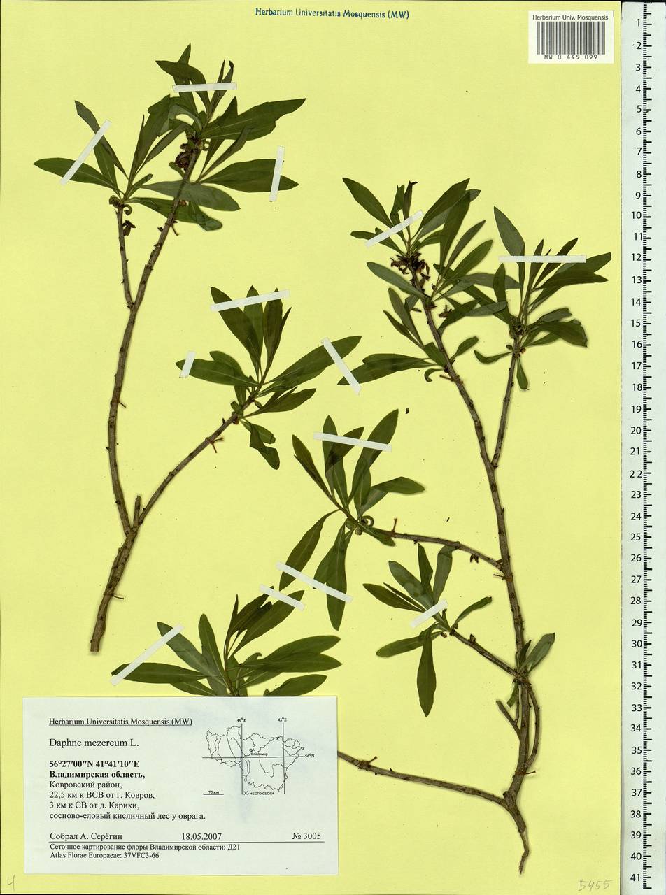 Daphne mezereum L., Eastern Europe, Central region (E4) (Russia)