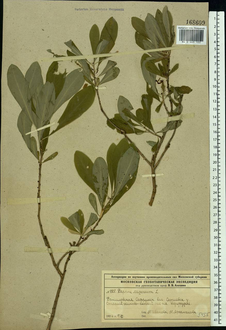 Daphne mezereum L., Eastern Europe, Moscow region (E4a) (Russia)