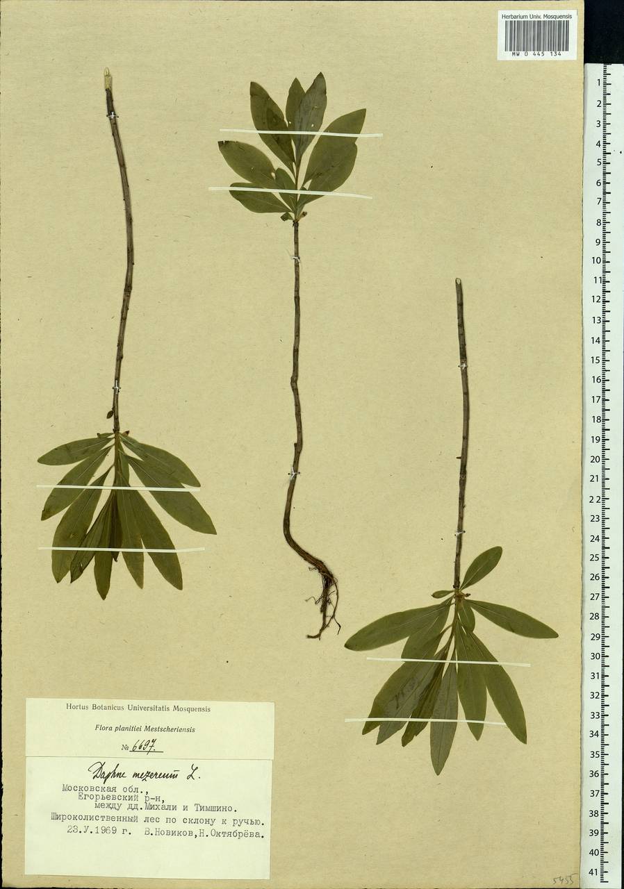 Daphne mezereum L., Eastern Europe, Moscow region (E4a) (Russia)