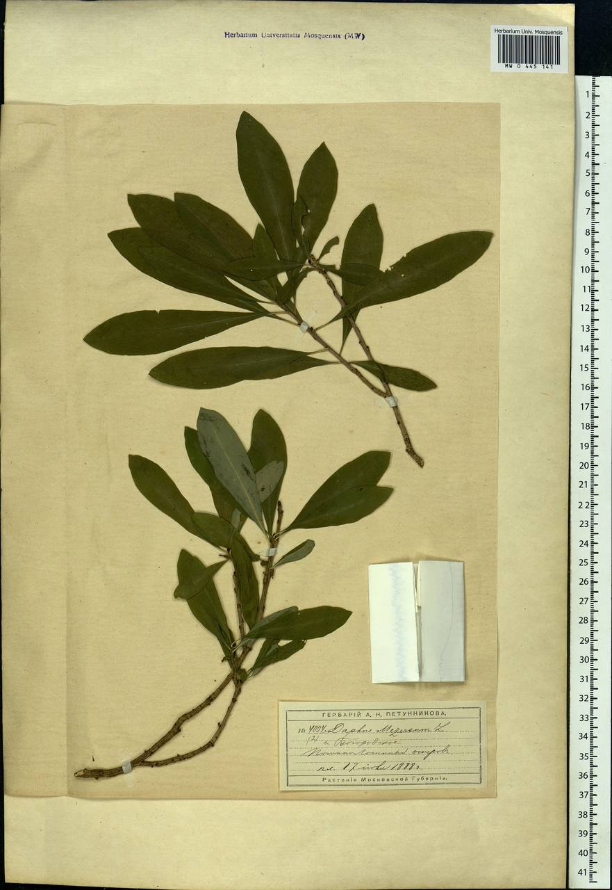 Daphne mezereum L., Eastern Europe, Moscow region (E4a) (Russia)