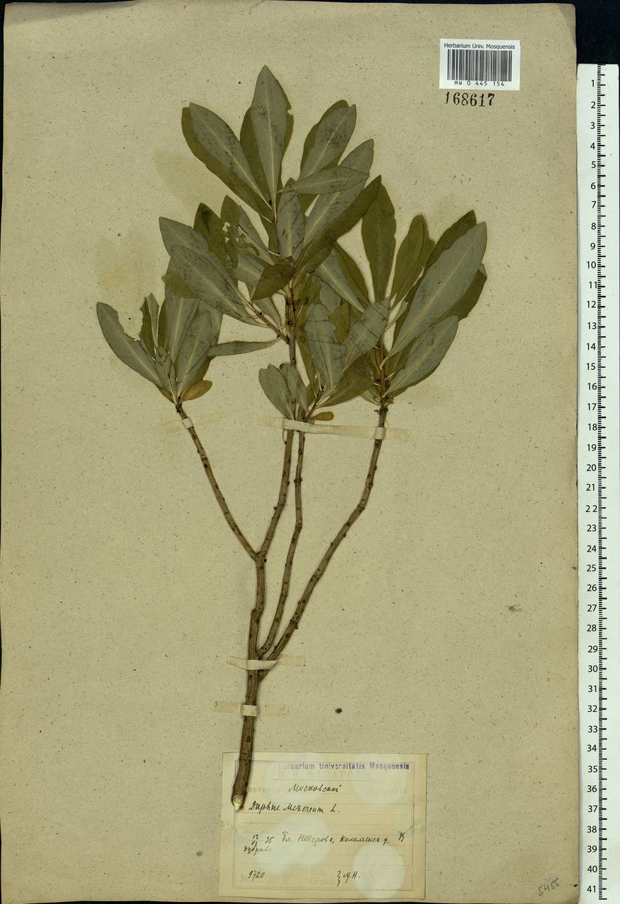 Daphne mezereum L., Eastern Europe, Moscow region (E4a) (Russia)