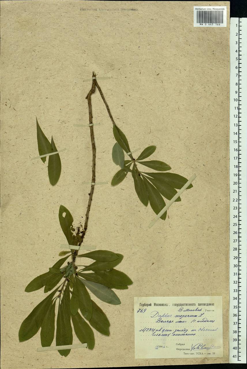 Daphne mezereum L., Eastern Europe, Moscow region (E4a) (Russia)