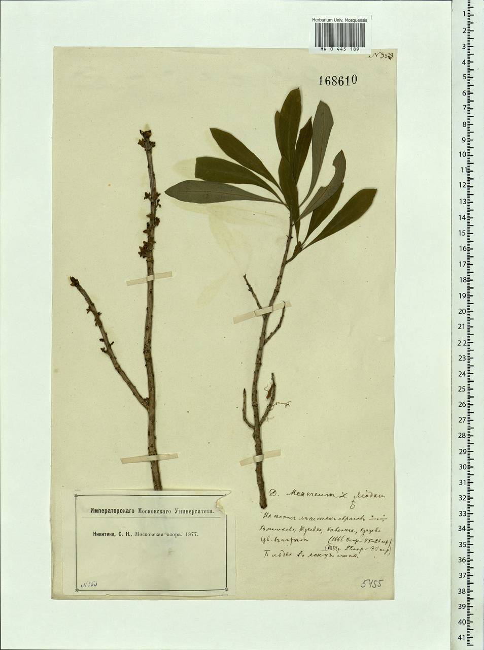 Daphne mezereum L., Eastern Europe, Moscow region (E4a) (Russia)