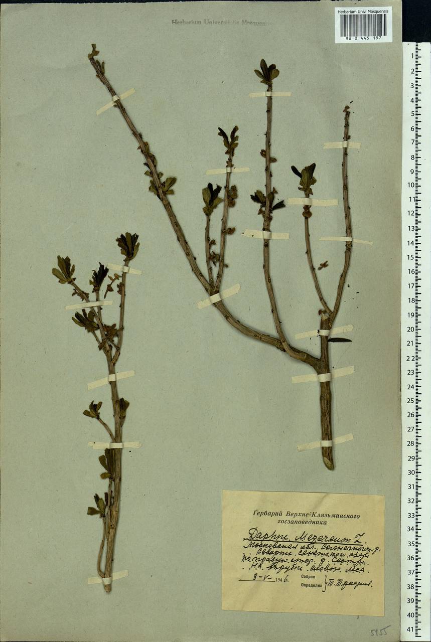 Daphne mezereum L., Eastern Europe, Moscow region (E4a) (Russia)