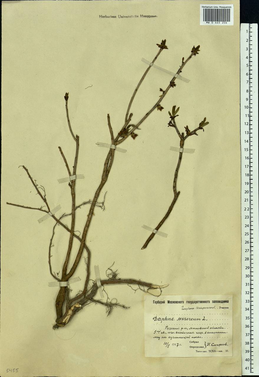 Daphne mezereum L., Eastern Europe, Moscow region (E4a) (Russia)
