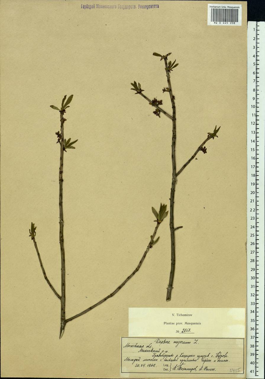 Daphne mezereum L., Eastern Europe, Moscow region (E4a) (Russia)