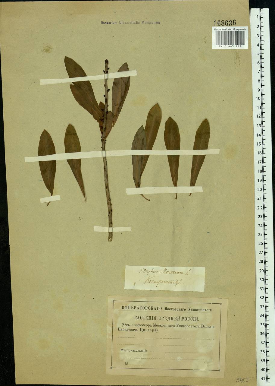 Daphne mezereum L., Eastern Europe, Central forest region (E5) (Russia)