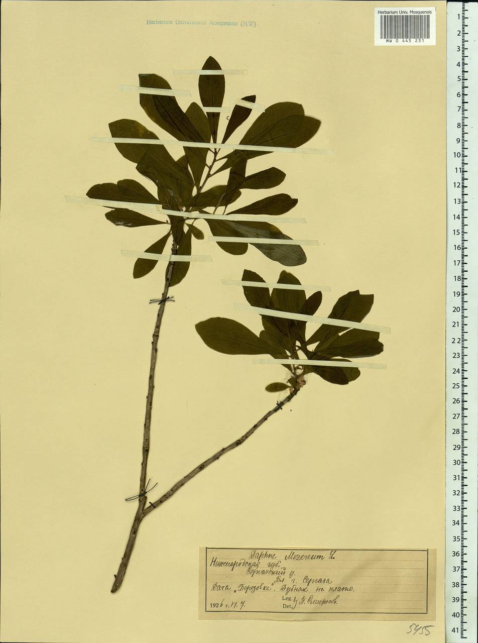 Daphne mezereum L., Eastern Europe, Volga-Kama region (E7) (Russia)