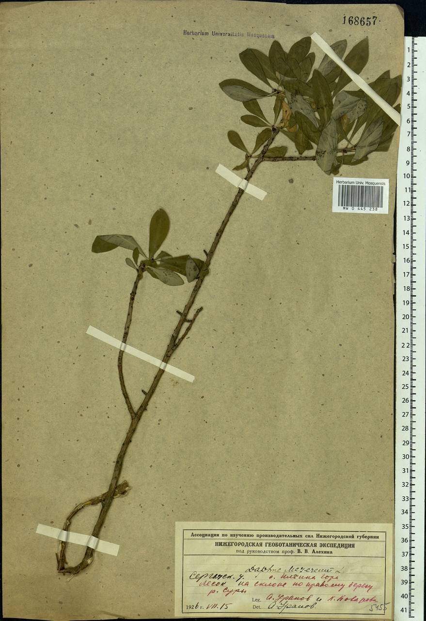 Daphne mezereum L., Eastern Europe, Volga-Kama region (E7) (Russia)