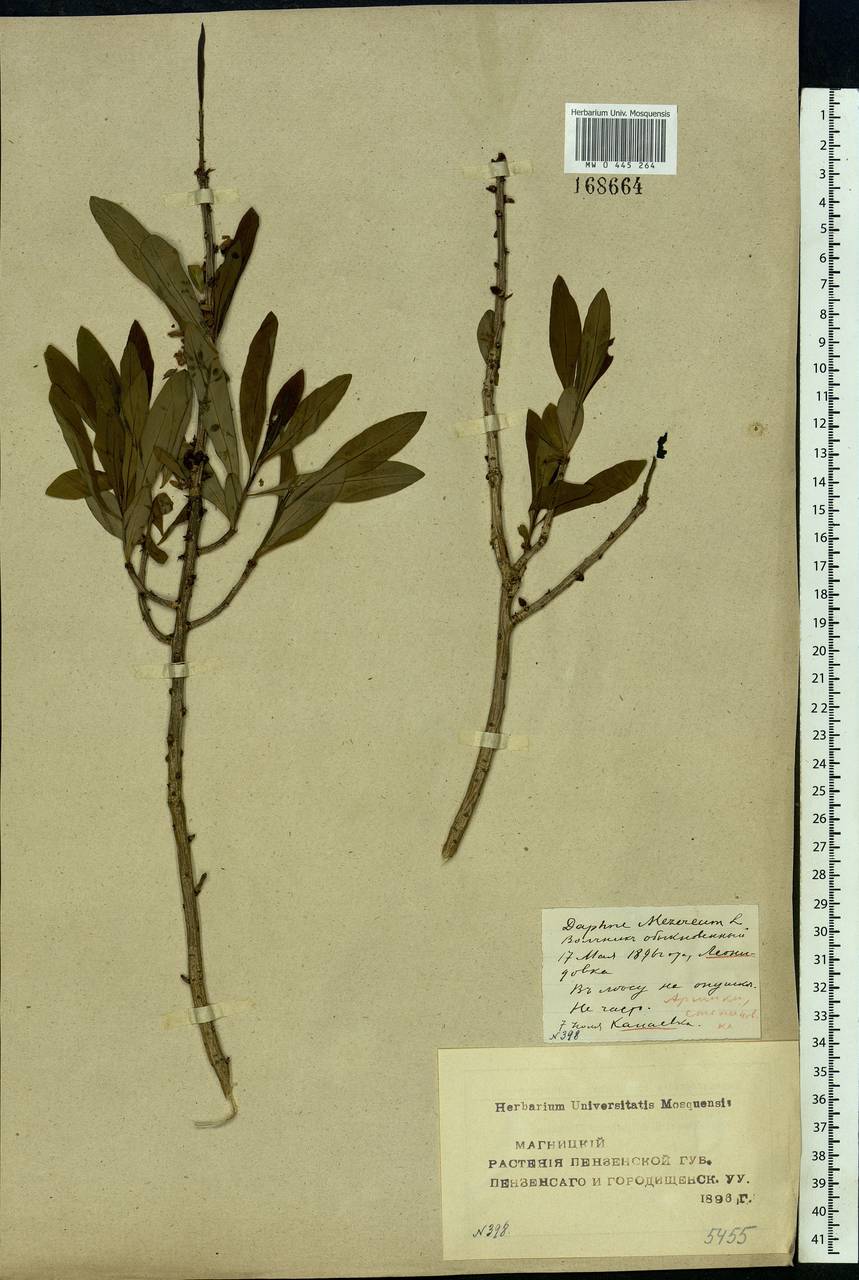 Daphne mezereum L., Eastern Europe, Middle Volga region (E8) (Russia)