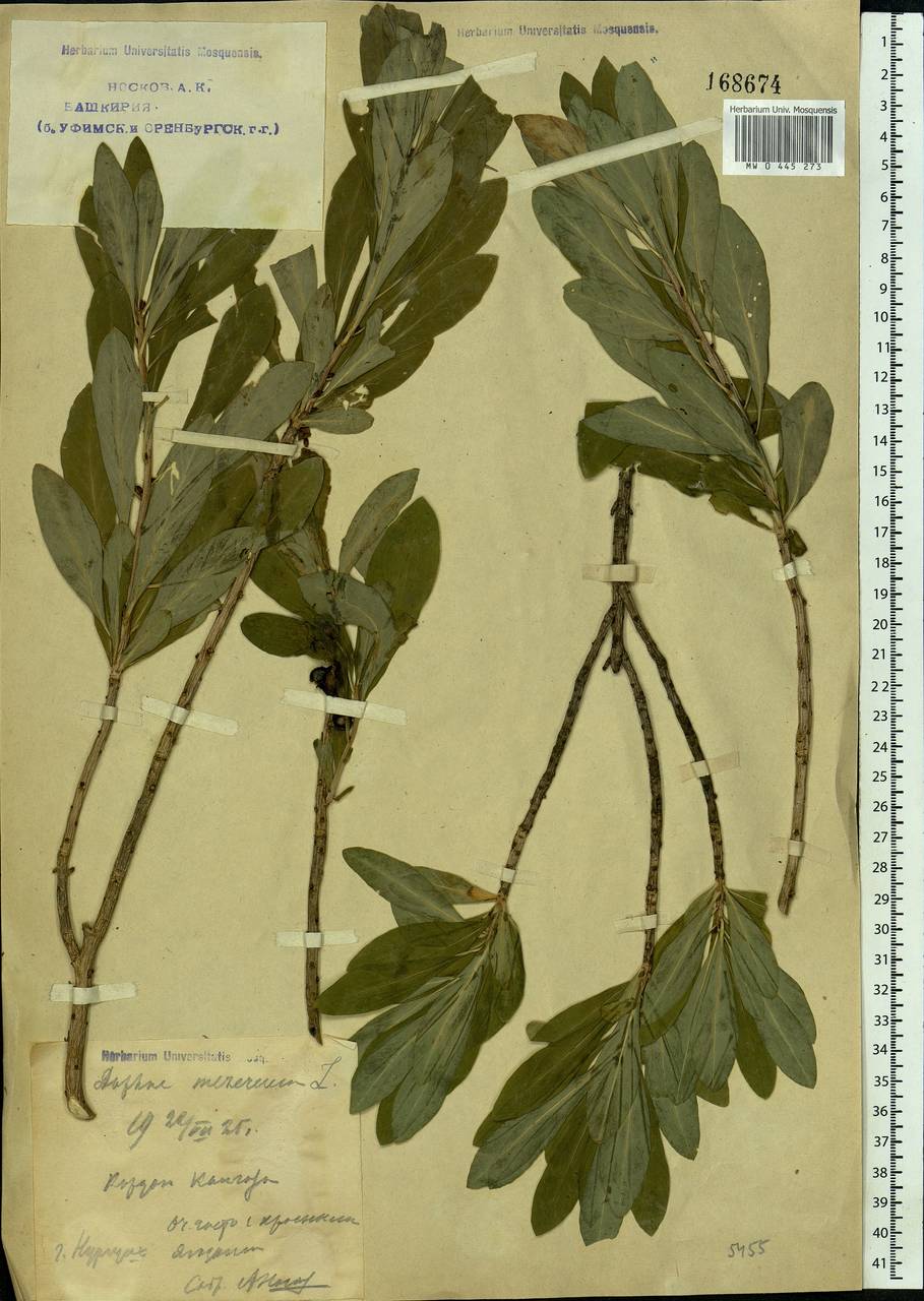 Daphne mezereum L., Eastern Europe, Eastern region (E10) (Russia)