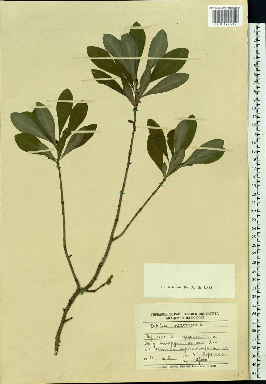 Daphne mezereum L., Eastern Europe, Eastern region (E10) (Russia)