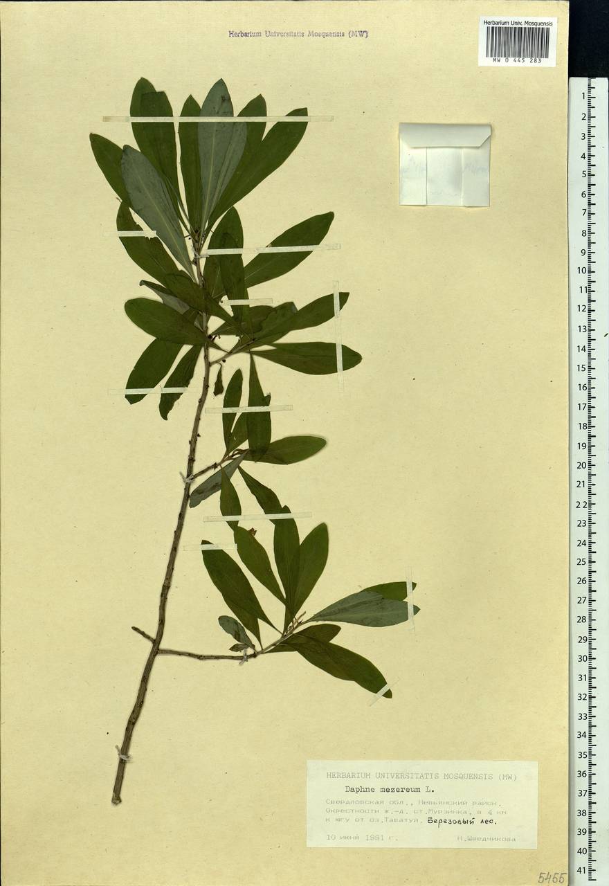 Daphne mezereum L., Eastern Europe, Eastern region (E10) (Russia)
