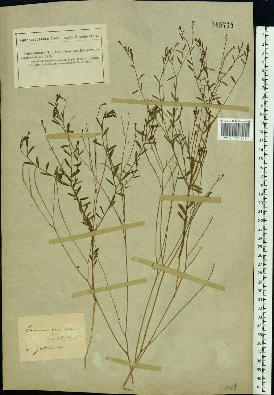 Diarthron vesiculosum (Fisch. & C. A. Mey.) C. A. Mey., Middle Asia, Caspian Ustyurt & Northern Aralia (M8) (Kazakhstan)