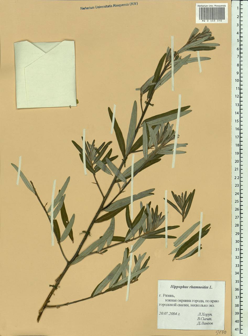 Hippophae rhamnoides, Eastern Europe, Central region (E4) (Russia)