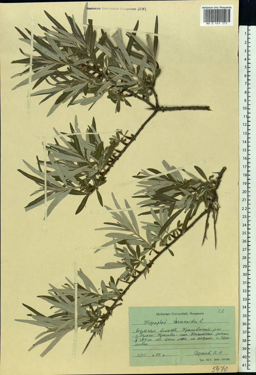 Hippophae rhamnoides, Eastern Europe, Central region (E4) (Russia)